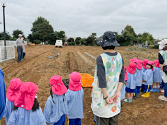 2024年10月に行われたお芋堀りの様子①