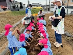 2024年10月に行われたお芋堀りの様子②