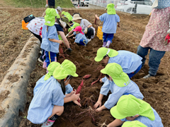 2024年10月に行われたお芋堀りの様子③